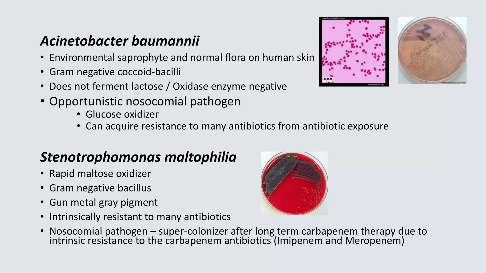 Acinetobacter baumannii
• Environmental saprophyte and normal flora on human skin
• Gram negative coccoid-bacilli
• Does not ferment lactose / Oxidase enzyme negative
• Opportunistic nosocomial pathogen
• Glucose oxidizer
• Can acquire resistance to many antibiotics from antibiotic exposure
Stenotrophomonas maltophilia
• Rapid maltose oxidizer
• Gram negative bacillus
• Gun metal gray pigment
• Intrinsically resistant to many antibiotics
• Nosocomial pathogen – super-colonizer after long term carbapenem therapy due to
intrinsic resistance to the carbapenem antibiotics (Imipenem and Meropenem)
 