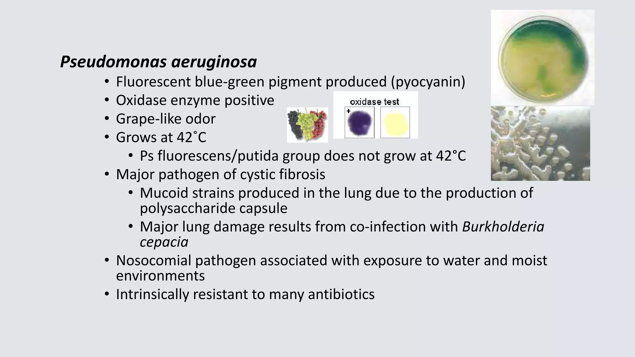 Pseudomonas aeruginosa
• Fluorescent blue-green pigment produced (pyocyanin)
• Oxidase enzyme positive
• Grape-like odor
• Grows at 42˚C
• Ps fluorescens/putida group does not grow at 42°C
• Major pathogen of cystic fibrosis
• Mucoid strains produced in the lung due to the production of
polysaccharide capsule
• Major lung damage results from co-infection with Burkholderia
cepacia
• Nosocomial pathogen associated with exposure to water and moist
environments
• Intrinsically resistant to many antibiotics
 