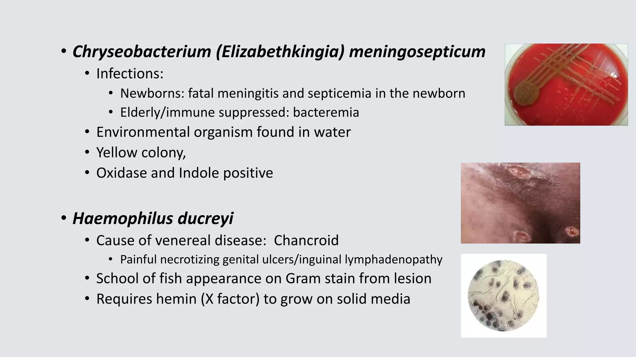 • Chryseobacterium (Elizabethkingia) meningosepticum
• Infections:
• Newborns: fatal meningitis and septicemia in the newborn
• Elderly/immune suppressed: bacteremia
• Environmental organism found in water
• Yellow colony,
• Oxidase and Indole positive
• Haemophilus ducreyi
• Cause of venereal disease: Chancroid
• Painful necrotizing genital ulcers/inguinal lymphadenopathy
• School of fish appearance on Gram stain from lesion
• Requires hemin (X factor) to grow on solid media
 