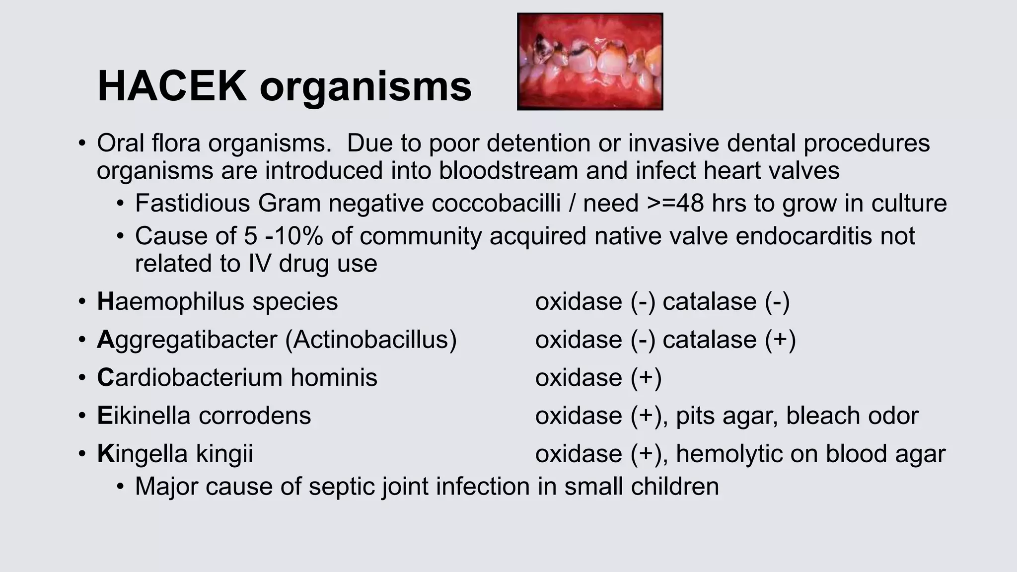 HACEK organisms
• Oral flora organisms. Due to poor detention or invasive dental procedures
organisms are introduced into bloodstream and infect heart valves
• Fastidious Gram negative coccobacilli / need >=48 hrs to grow in culture
• Cause of 5 -10% of community acquired native valve endocarditis not
related to IV drug use
• Haemophilus species oxidase (-) catalase (-)
• Aggregatibacter (Actinobacillus) oxidase (-) catalase (+)
• Cardiobacterium hominis oxidase (+)
• Eikinella corrodens oxidase (+), pits agar, bleach odor
• Kingella kingii oxidase (+), hemolytic on blood agar
• Major cause of septic joint infection in small children
 