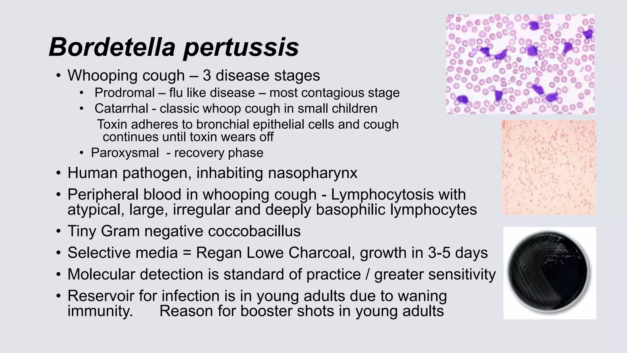 Bordetella pertussis
• Whooping cough – 3 disease stages
• Prodromal – flu like disease – most contagious stage
• Catarrhal - classic whoop cough in small children
Toxin adheres to bronchial epithelial cells and cough
continues until toxin wears off
• Paroxysmal - recovery phase
• Human pathogen, inhabiting nasopharynx
• Peripheral blood in whooping cough - Lymphocytosis with
atypical, large, irregular and deeply basophilic lymphocytes
• Tiny Gram negative coccobacillus
• Selective media = Regan Lowe Charcoal, growth in 3-5 days
• Molecular detection is standard of practice / greater sensitivity
• Reservoir for infection is in young adults due to waning
immunity. Reason for booster shots in young adults
 