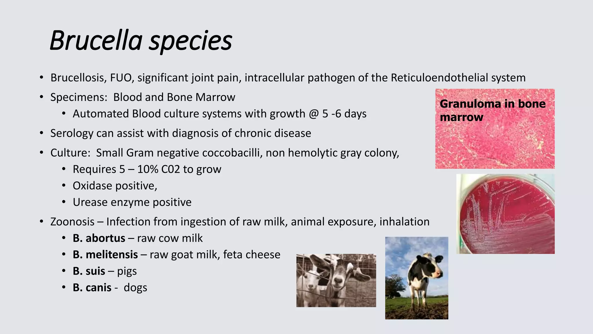 Brucella species
• Brucellosis, FUO, significant joint pain, intracellular pathogen of the Reticuloendothelial system
• Specimens: Blood and Bone Marrow
• Automated Blood culture systems with growth @ 5 -6 days
• Serology can assist with diagnosis of chronic disease
• Culture: Small Gram negative coccobacilli, non hemolytic gray colony,
• Requires 5 – 10% C02 to grow
• Oxidase positive,
• Urease enzyme positive
• Zoonosis – Infection from ingestion of raw milk, animal exposure, inhalation
• B. abortus – raw cow milk
• B. melitensis – raw goat milk, feta cheese
• B. suis – pigs
• B. canis - dogs
Granuloma in bone
marrow
 