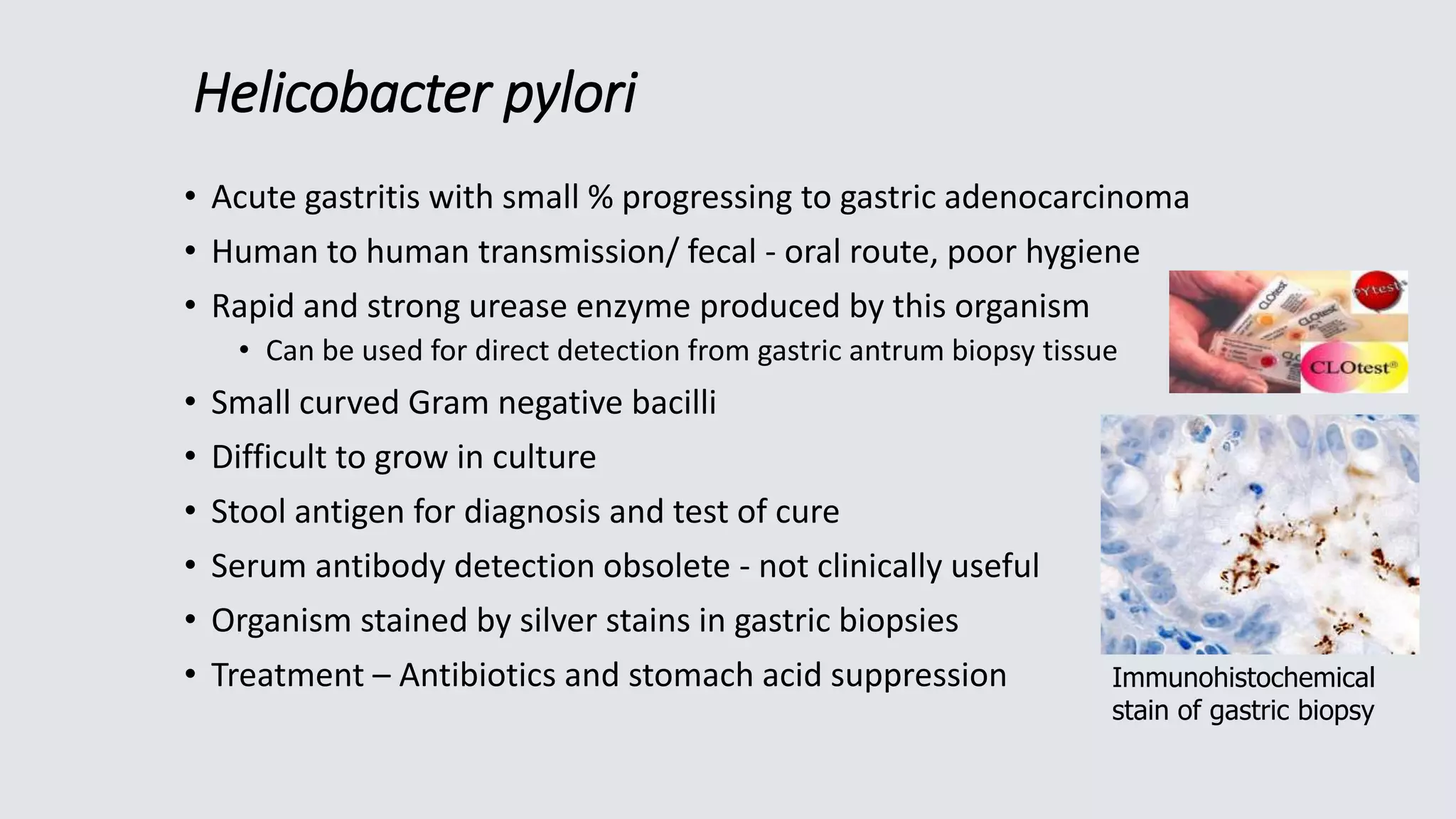 Helicobacter pylori
• Acute gastritis with small % progressing to gastric adenocarcinoma
• Human to human transmission/ fecal - oral route, poor hygiene
• Rapid and strong urease enzyme produced by this organism
• Can be used for direct detection from gastric antrum biopsy tissue
• Small curved Gram negative bacilli
• Difficult to grow in culture
• Stool antigen for diagnosis and test of cure
• Serum antibody detection obsolete - not clinically useful
• Organism stained by silver stains in gastric biopsies
• Treatment – Antibiotics and stomach acid suppression Immunohistochemical
stain of gastric biopsy
 