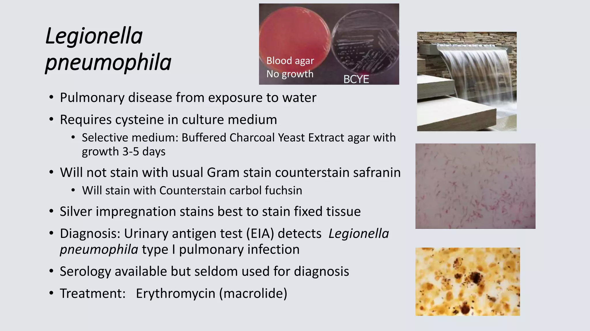 Legionella
pneumophila
• Pulmonary disease from exposure to water
• Requires cysteine in culture medium
• Selective medium: Buffered Charcoal Yeast Extract agar with
growth 3-5 days
• Will not stain with usual Gram stain counterstain safranin
• Will stain with Counterstain carbol fuchsin
• Silver impregnation stains best to stain fixed tissue
• Diagnosis: Urinary antigen test (EIA) detects Legionella
pneumophila type I pulmonary infection
• Serology available but seldom used for diagnosis
• Treatment: Erythromycin (macrolide)
BCYE
Blood agar
No growth
 
