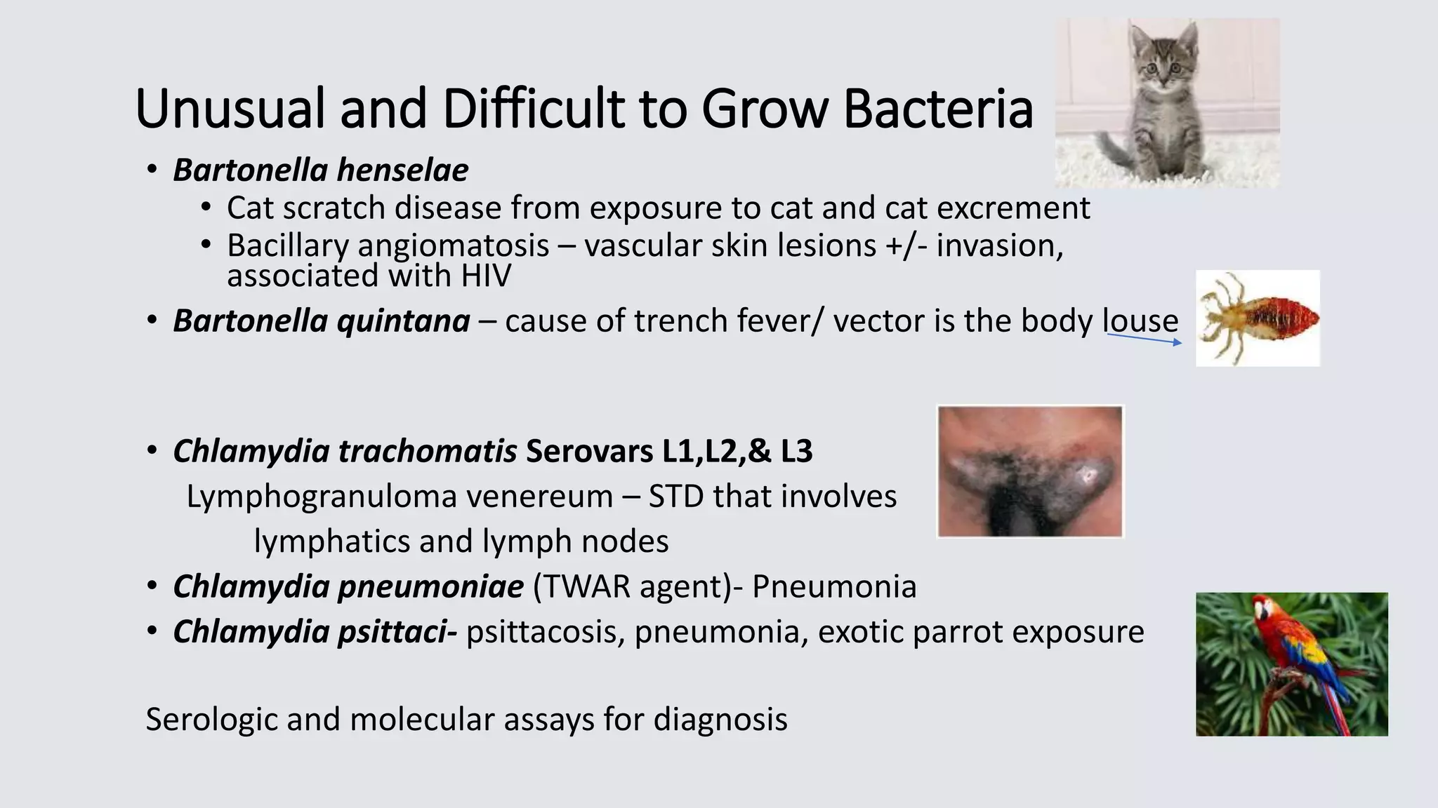 Unusual and Difficult to Grow Bacteria
• Bartonella henselae
• Cat scratch disease from exposure to cat and cat excrement
• Bacillary angiomatosis – vascular skin lesions +/- invasion,
associated with HIV
• Bartonella quintana – cause of trench fever/ vector is the body louse
• Chlamydia trachomatis Serovars L1,L2,& L3
Lymphogranuloma venereum – STD that involves
lymphatics and lymph nodes
• Chlamydia pneumoniae (TWAR agent)- Pneumonia
• Chlamydia psittaci- psittacosis, pneumonia, exotic parrot exposure
Serologic and molecular assays for diagnosis
 
