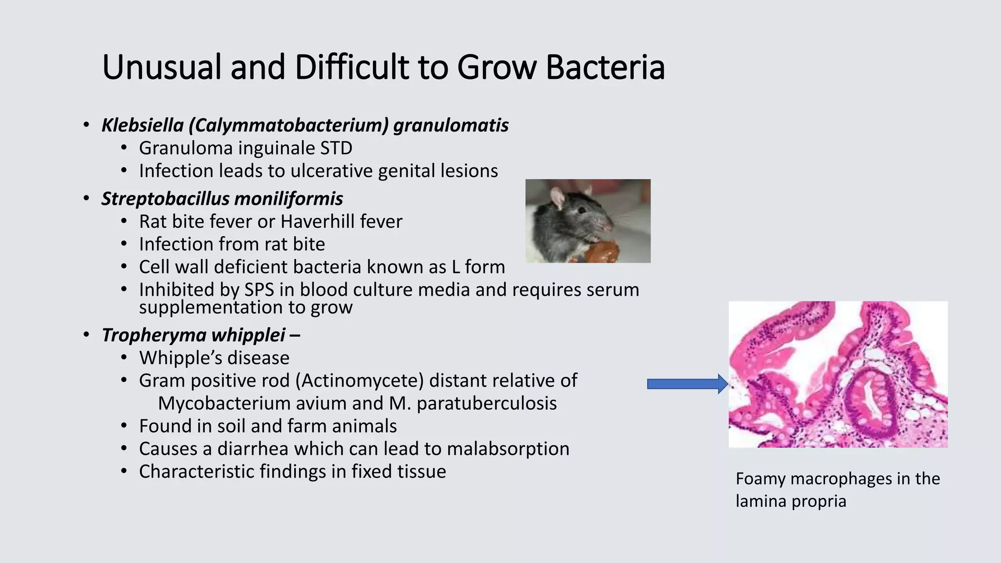 Unusual and Difficult to Grow Bacteria
• Klebsiella (Calymmatobacterium) granulomatis
• Granuloma inguinale STD
• Infection leads to ulcerative genital lesions
• Streptobacillus moniliformis
• Rat bite fever or Haverhill fever
• Infection from rat bite
• Cell wall deficient bacteria known as L form
• Inhibited by SPS in blood culture media and requires serum
supplementation to grow
• Tropheryma whipplei –
• Whipple’s disease
• Gram positive rod (Actinomycete) distant relative of
Mycobacterium avium and M. paratuberculosis
• Found in soil and farm animals
• Causes a diarrhea which can lead to malabsorption
• Characteristic findings in fixed tissue Foamy macrophages in the
lamina propria
 