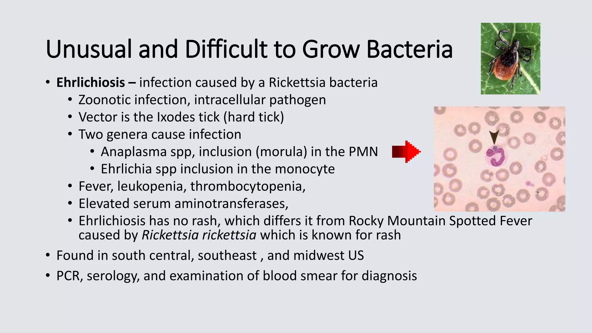 Unusual and Difficult to Grow Bacteria
• Ehrlichiosis – infection caused by a Rickettsia bacteria
• Zoonotic infection, intracellular pathogen
• Vector is the Ixodes tick (hard tick)
• Two genera cause infection
• Anaplasma spp, inclusion (morula) in the PMN
• Ehrlichia spp inclusion in the monocyte
• Fever, leukopenia, thrombocytopenia,
• Elevated serum aminotransferases,
• Ehrlichiosis has no rash, which differs it from Rocky Mountain Spotted Fever
caused by Rickettsia rickettsia which is known for rash
• Found in south central, southeast , and midwest US
• PCR, serology, and examination of blood smear for diagnosis
 