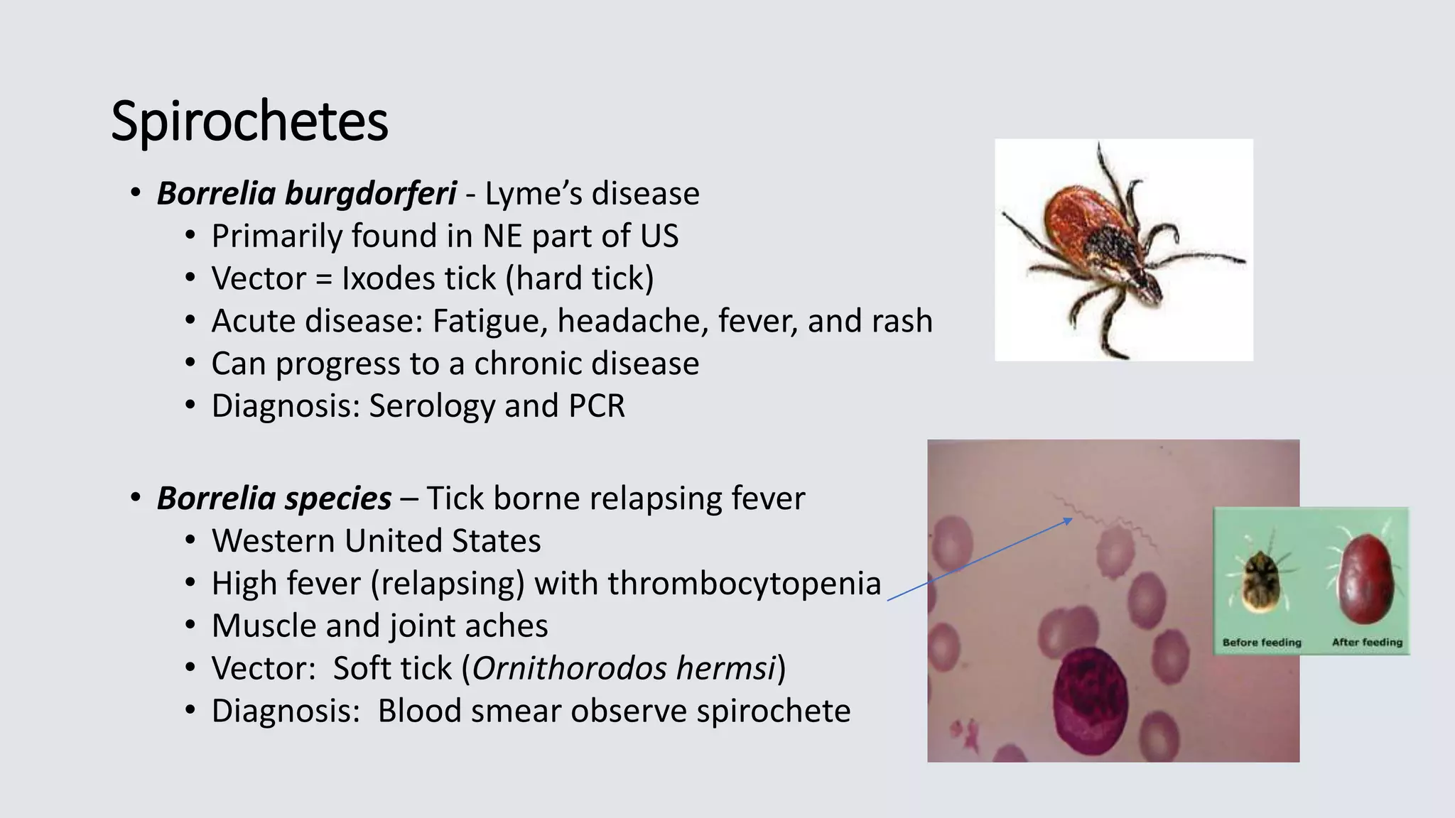 Spirochetes
• Borrelia burgdorferi - Lyme’s disease
• Primarily found in NE part of US
• Vector = Ixodes tick (hard tick)
• Acute disease: Fatigue, headache, fever, and rash
• Can progress to a chronic disease
• Diagnosis: Serology and PCR
• Borrelia species – Tick borne relapsing fever
• Western United States
• High fever (relapsing) with thrombocytopenia
• Muscle and joint aches
• Vector: Soft tick (Ornithorodos hermsi)
• Diagnosis: Blood smear observe spirochete
 