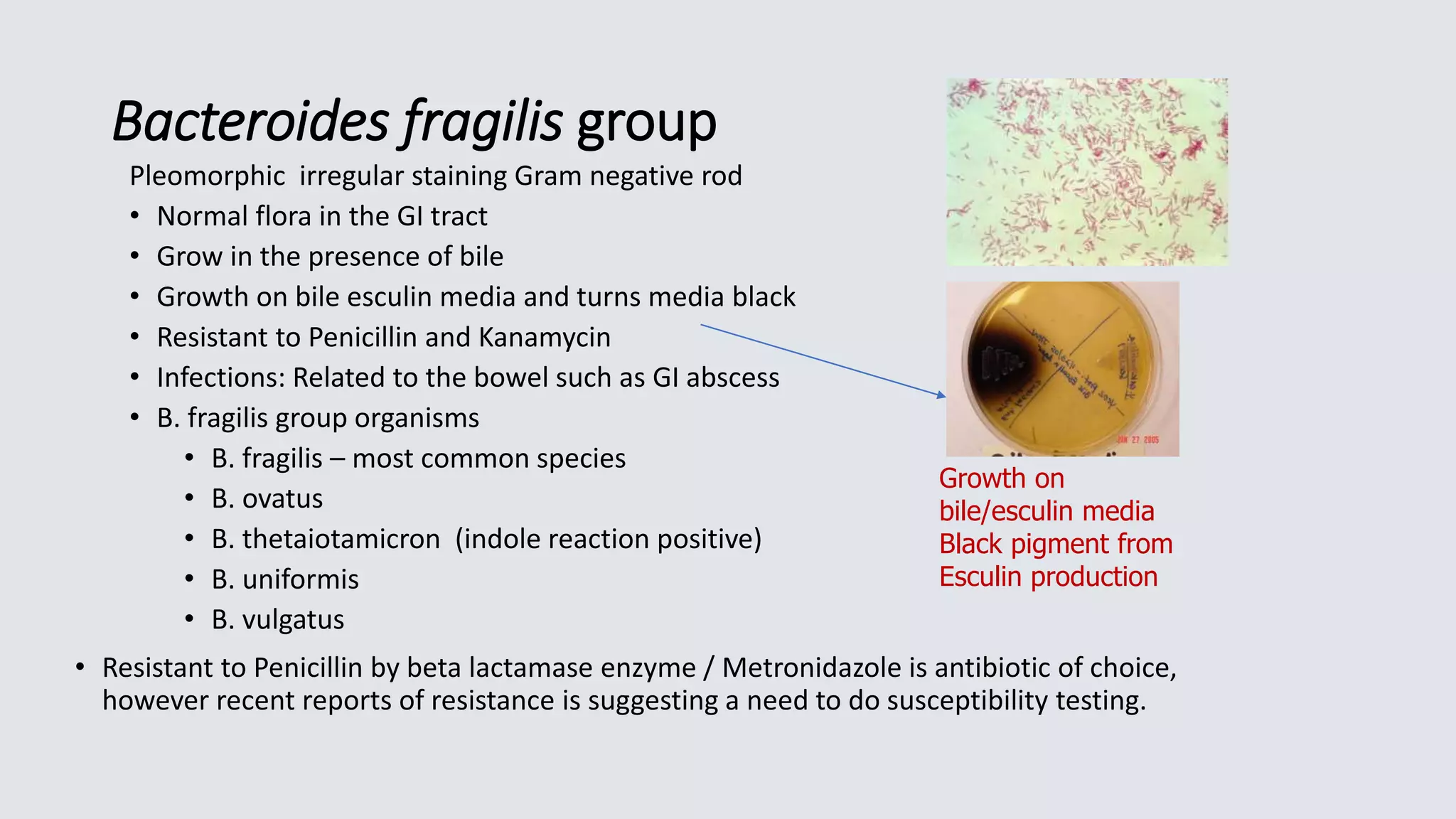 Bacteroides fragilis group
Pleomorphic irregular staining Gram negative rod
• Normal flora in the GI tract
• Grow in the presence of bile
• Growth on bile esculin media and turns media black
• Resistant to Penicillin and Kanamycin
• Infections: Related to the bowel such as GI abscess
• B. fragilis group organisms
• B. fragilis – most common species
• B. ovatus
• B. thetaiotamicron (indole reaction positive)
• B. uniformis
• B. vulgatus
• Resistant to Penicillin by beta lactamase enzyme / Metronidazole is antibiotic of choice,
however recent reports of resistance is suggesting a need to do susceptibility testing.
Growth on
bile/esculin media
Black pigment from
Esculin production
 