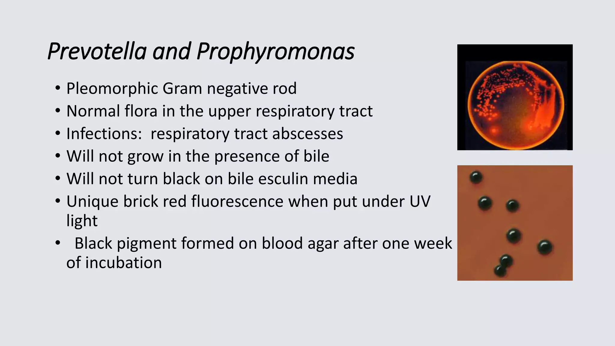 Prevotella and Prophyromonas
• Pleomorphic Gram negative rod
• Normal flora in the upper respiratory tract
• Infections: respiratory tract abscesses
• Will not grow in the presence of bile
• Will not turn black on bile esculin media
• Unique brick red fluorescence when put under UV
light
• Black pigment formed on blood agar after one week
of incubation
 