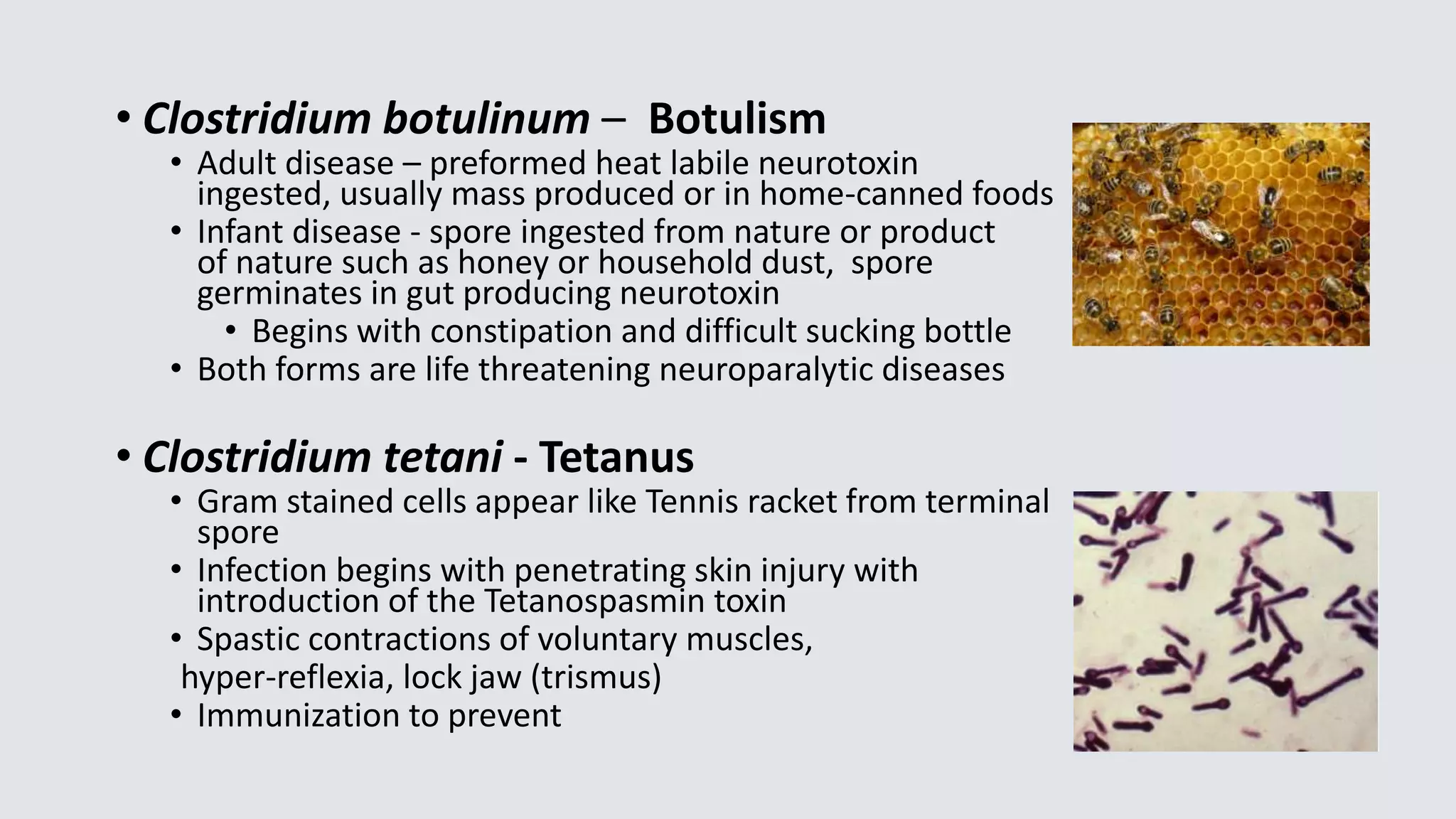 • Clostridium botulinum – Botulism
• Adult disease – preformed heat labile neurotoxin
ingested, usually mass produced or in home-canned foods
• Infant disease - spore ingested from nature or product
of nature such as honey or household dust, spore
germinates in gut producing neurotoxin
• Begins with constipation and difficult sucking bottle
• Both forms are life threatening neuroparalytic diseases
• Clostridium tetani - Tetanus
• Gram stained cells appear like Tennis racket from terminal
spore
• Infection begins with penetrating skin injury with
introduction of the Tetanospasmin toxin
• Spastic contractions of voluntary muscles,
hyper-reflexia, lock jaw (trismus)
• Immunization to prevent
 