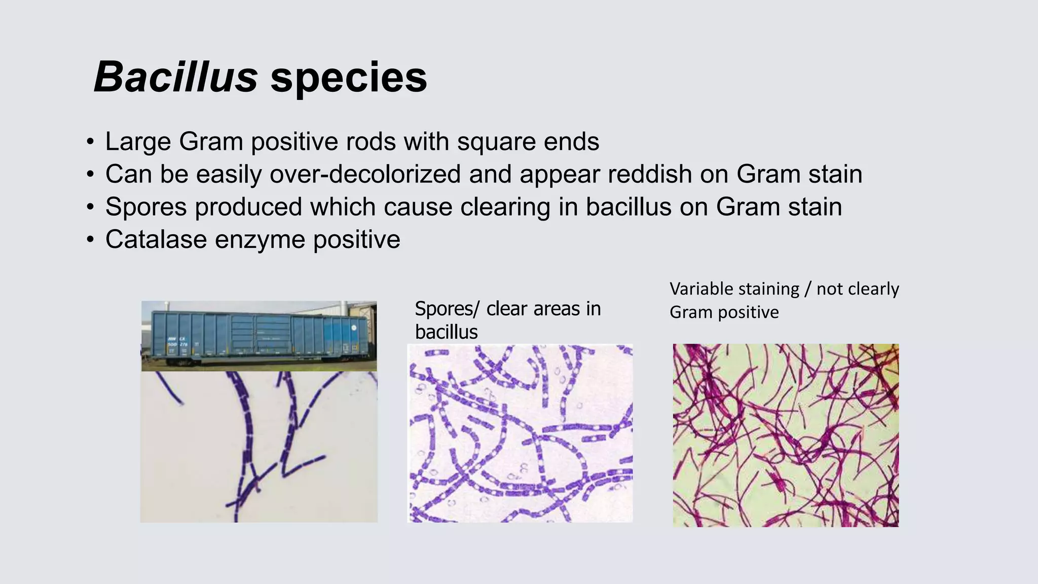 Bacillus species
• Large Gram positive rods with square ends
• Can be easily over-decolorized and appear reddish on Gram stain
• Spores produced which cause clearing in bacillus on Gram stain
• Catalase enzyme positive
Spores/ clear areas in
bacillus
Variable staining / not clearly
Gram positive
 
