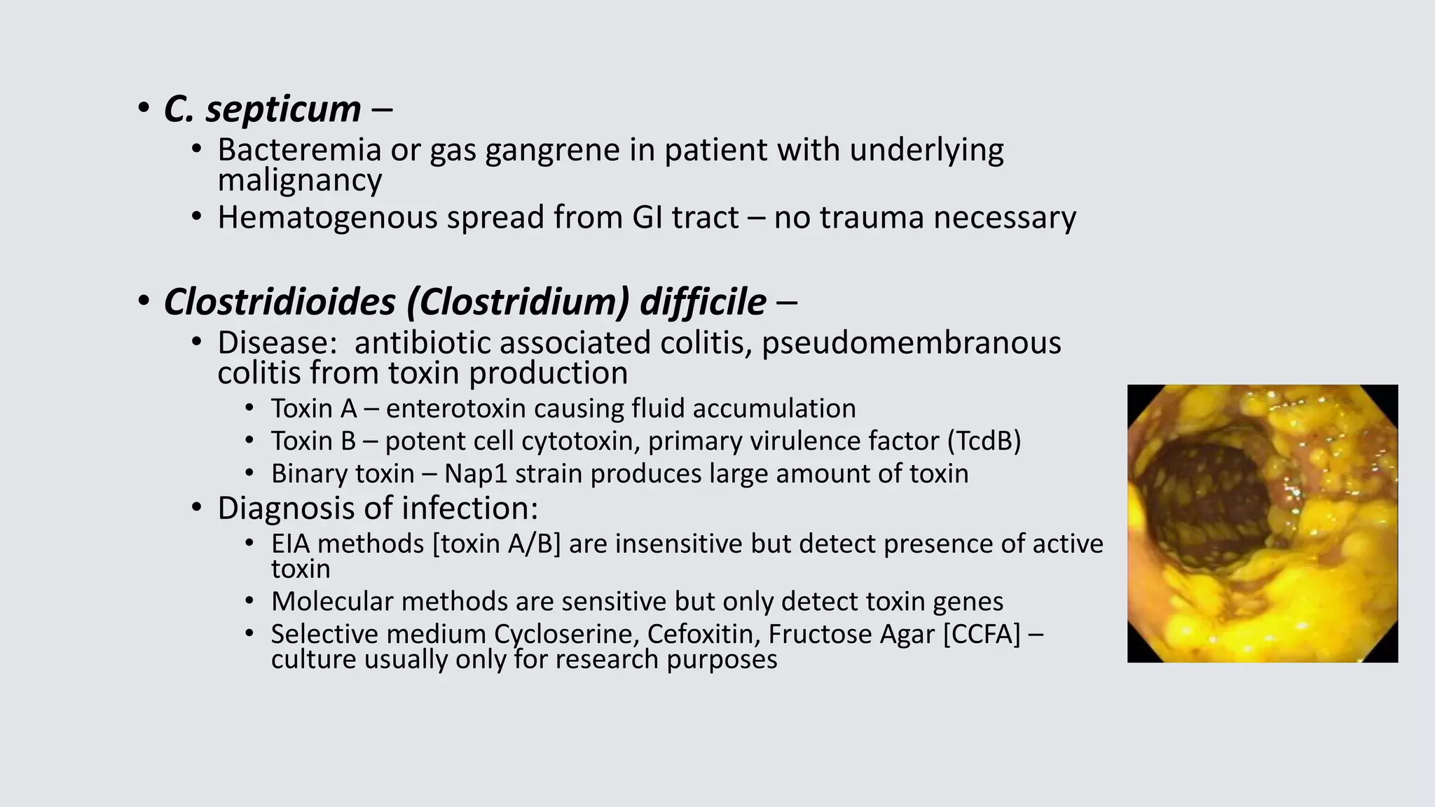 • C. septicum –
• Bacteremia or gas gangrene in patient with underlying
malignancy
• Hematogenous spread from GI tract – no trauma necessary
• Clostridioides (Clostridium) difficile –
• Disease: antibiotic associated colitis, pseudomembranous
colitis from toxin production
• Toxin A – enterotoxin causing fluid accumulation
• Toxin B – potent cell cytotoxin, primary virulence factor (TcdB)
• Binary toxin – Nap1 strain produces large amount of toxin
• Diagnosis of infection:
• EIA methods [toxin A/B] are insensitive but detect presence of active
toxin
• Molecular methods are sensitive but only detect toxin genes
• Selective medium Cycloserine, Cefoxitin, Fructose Agar [CCFA] –
culture usually only for research purposes
 