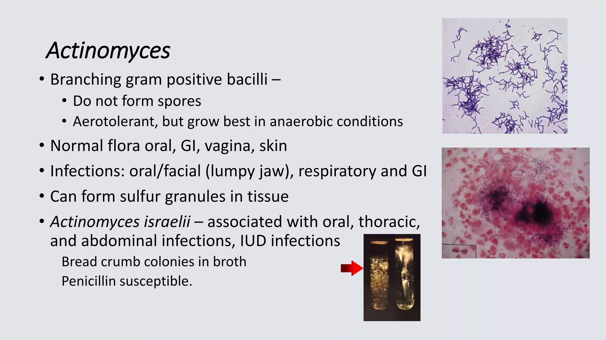 Actinomyces
• Branching gram positive bacilli –
• Do not form spores
• Aerotolerant, but grow best in anaerobic conditions
• Normal flora oral, GI, vagina, skin
• Infections: oral/facial (lumpy jaw), respiratory and GI
• Can form sulfur granules in tissue
• Actinomyces israelii – associated with oral, thoracic,
and abdominal infections, IUD infections
Bread crumb colonies in broth
Penicillin susceptible.
 