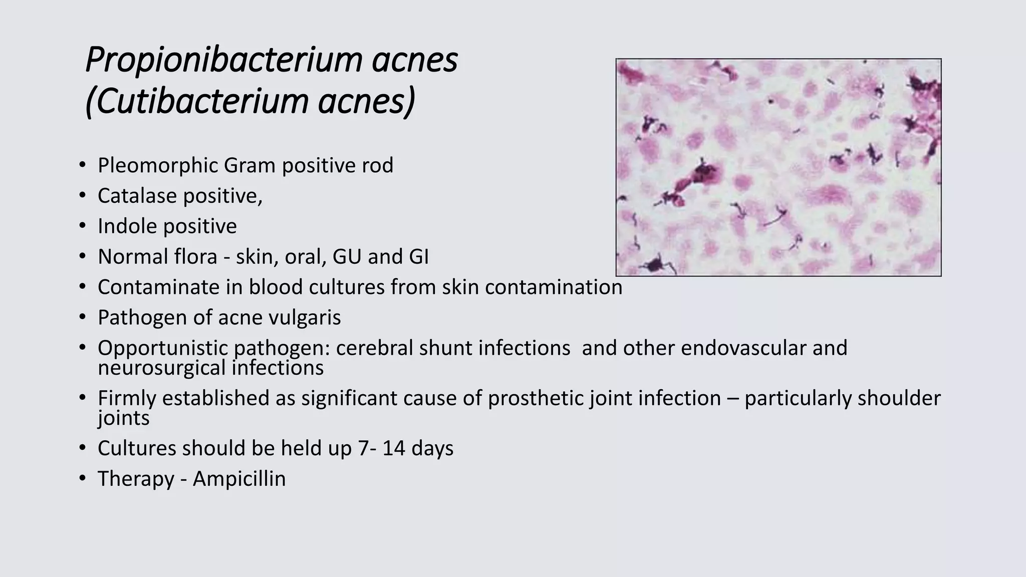 Propionibacterium acnes
(Cutibacterium acnes)
• Pleomorphic Gram positive rod
• Catalase positive,
• Indole positive
• Normal flora - skin, oral, GU and GI
• Contaminate in blood cultures from skin contamination
• Pathogen of acne vulgaris
• Opportunistic pathogen: cerebral shunt infections and other endovascular and
neurosurgical infections
• Firmly established as significant cause of prosthetic joint infection – particularly shoulder
joints
• Cultures should be held up 7- 14 days
• Therapy - Ampicillin
 