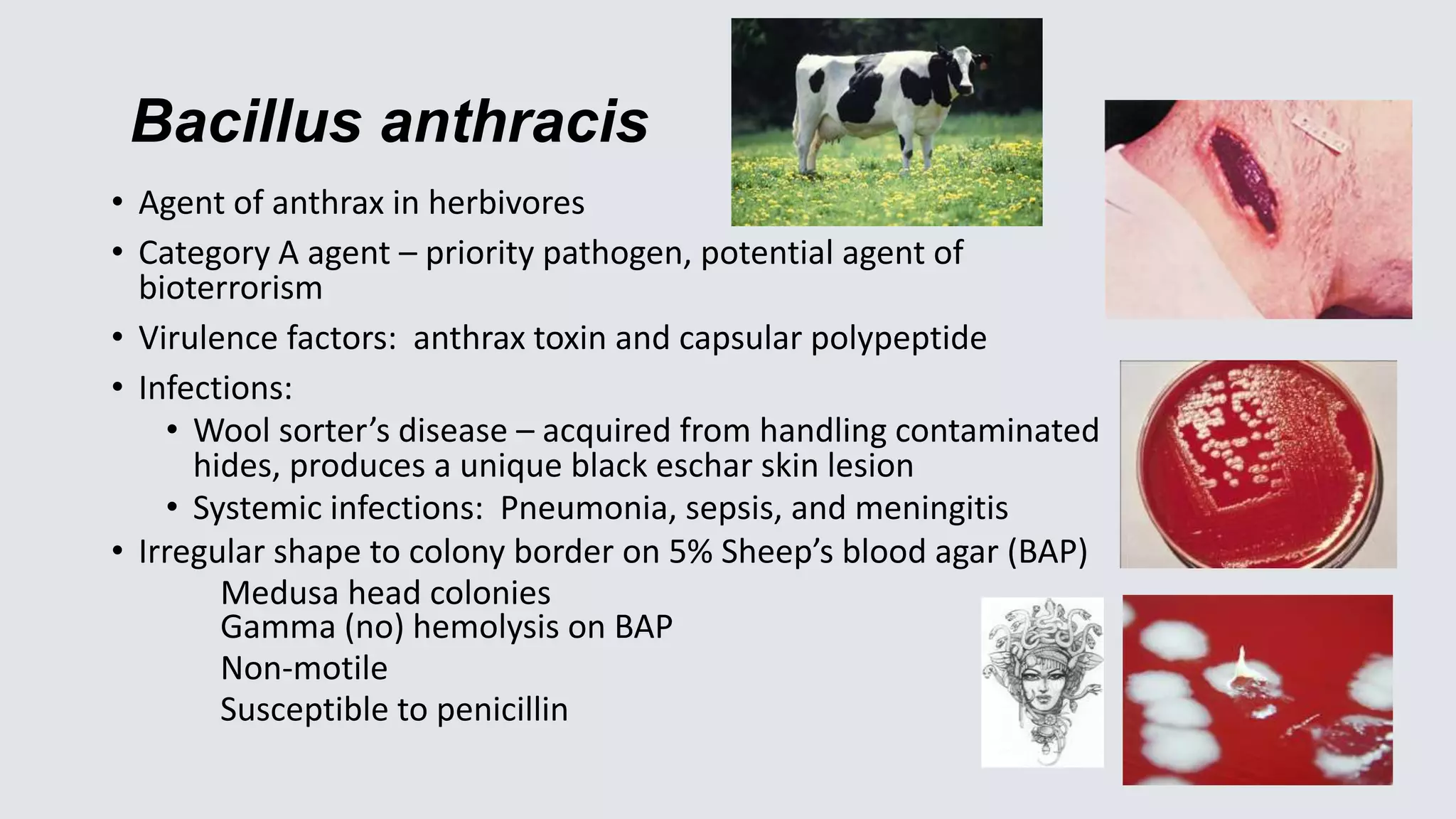 Bacillus anthracis
• Agent of anthrax in herbivores
• Category A agent – priority pathogen, potential agent of
bioterrorism
• Virulence factors: anthrax toxin and capsular polypeptide
• Infections:
• Wool sorter’s disease – acquired from handling contaminated
hides, produces a unique black eschar skin lesion
• Systemic infections: Pneumonia, sepsis, and meningitis
• Irregular shape to colony border on 5% Sheep’s blood agar (BAP)
Medusa head colonies
Gamma (no) hemolysis on BAP
Non-motile
Susceptible to penicillin
 