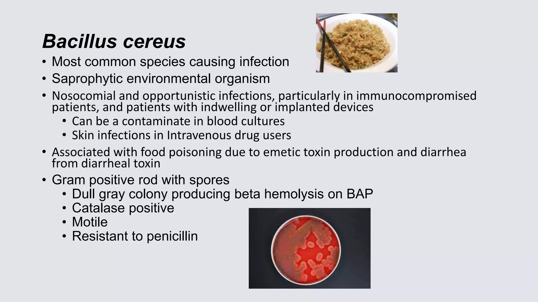 Bacillus cereus
• Most common species causing infection
• Saprophytic environmental organism
• Nosocomial and opportunistic infections, particularly in immunocompromised
patients, and patients with indwelling or implanted devices
• Can be a contaminate in blood cultures
• Skin infections in Intravenous drug users
• Associated with food poisoning due to emetic toxin production and diarrhea
from diarrheal toxin
• Gram positive rod with spores
• Dull gray colony producing beta hemolysis on BAP
• Catalase positive
• Motile
• Resistant to penicillin
 