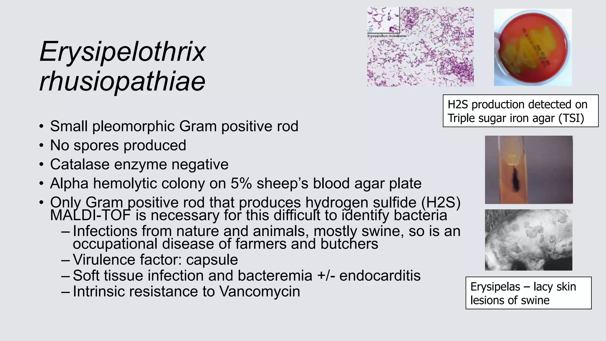 Erysipelothrix
rhusiopathiae
• Small pleomorphic Gram positive rod
• No spores produced
• Catalase enzyme negative
• Alpha hemolytic colony on 5% sheep’s blood agar plate
• Only Gram positive rod that produces hydrogen sulfide (H2S)
MALDI-TOF is necessary for this difficult to identify bacteria
– Infections from nature and animals, mostly swine, so is an
occupational disease of farmers and butchers
– Virulence factor: capsule
– Soft tissue infection and bacteremia +/- endocarditis
– Intrinsic resistance to Vancomycin
H2S production detected on
Triple sugar iron agar (TSI)
Erysipelas – lacy skin
lesions of swine
 