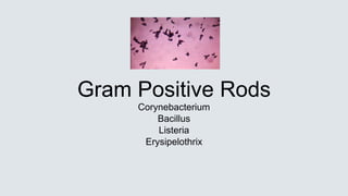 Gram Positive Rods
Corynebacterium
Bacillus
Listeria
Erysipelothrix
 