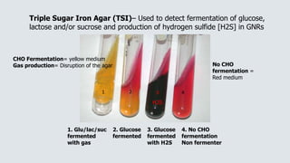 1. Glu/lac/suc
fermented
with gas
2. Glucose
fermented
3. Glucose
fermented
with H2S
4. No CHO
fermentation
Non fermenter
Triple Sugar Iron Agar (TSI)– Used to detect fermentation of glucose,
lactose and/or sucrose and production of hydrogen sulfide [H2S] in GNRs
CHO Fermentation= yellow medium
Gas production= Disruption of the agar
H2S
No CHO
fermentation =
Red medium
1 2 3 4
 