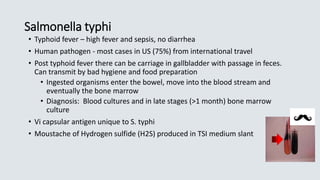 Salmonella typhi
• Typhoid fever – high fever and sepsis, no diarrhea
• Human pathogen - most cases in US (75%) from international travel
• Post typhoid fever there can be carriage in gallbladder with passage in feces.
Can transmit by bad hygiene and food preparation
• Ingested organisms enter the bowel, move into the blood stream and
eventually the bone marrow
• Diagnosis: Blood cultures and in late stages (>1 month) bone marrow
culture
• Vi capsular antigen unique to S. typhi
• Moustache of Hydrogen sulfide (H2S) produced in TSI medium slant
 