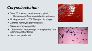 Corynebacterium
• Over 20 species, most are saprophytic
• Human normal flora, especially skin and nares
• Most grow well on 5% Sheep’s blood agar
• Gamma hemolytic gray colonies
• Catalase enzyme positive
• “Diphtheroid” morphology, Gram positive rods
in Chinese letter forms
• No spores produced
 