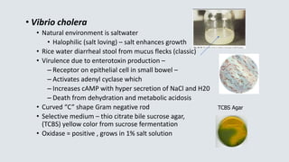 • Vibrio cholera
• Natural environment is saltwater
• Halophilic (salt loving) – salt enhances growth
• Rice water diarrheal stool from mucus flecks (classic)
• Virulence due to enterotoxin production –
– Receptor on epithelial cell in small bowel –
– Activates adenyl cyclase which
– Increases cAMP with hyper secretion of NaCl and H20
– Death from dehydration and metabolic acidosis
• Curved “C” shape Gram negative rod
• Selective medium – thio citrate bile sucrose agar,
(TCBS) yellow color from sucrose fermentation
• Oxidase = positive , grows in 1% salt solution
TCBS Agar
 