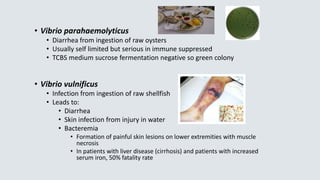 • Vibrio parahaemolyticus
• Diarrhea from ingestion of raw oysters
• Usually self limited but serious in immune suppressed
• TCBS medium sucrose fermentation negative so green colony
• Vibrio vulnificus
• Infection from ingestion of raw shellfish
• Leads to:
• Diarrhea
• Skin infection from injury in water
• Bacteremia
• Formation of painful skin lesions on lower extremities with muscle
necrosis
• In patients with liver disease (cirrhosis) and patients with increased
serum iron, 50% fatality rate
 