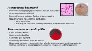Acinetobacter baumannii
• Environmental saprophyte and normal flora on human skin
• Gram negative coccoid-bacilli
• Does not ferment lactose / Oxidase enzyme negative
• Opportunistic nosocomial pathogen
• Glucose oxidizer
• Can acquire resistance to many antibiotics from antibiotic exposure
Stenotrophomonas maltophilia
• Rapid maltose oxidizer
• Gram negative bacillus
• Gun metal gray pigment
• Intrinsically resistant to many antibiotics
• Nosocomial pathogen – super-colonizer after long term carbapenem therapy due to
intrinsic resistance to the carbapenem antibiotics (Imipenem and Meropenem)
 