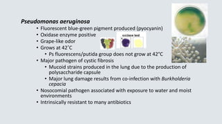 Pseudomonas aeruginosa
• Fluorescent blue-green pigment produced (pyocyanin)
• Oxidase enzyme positive
• Grape-like odor
• Grows at 42˚C
• Ps fluorescens/putida group does not grow at 42°C
• Major pathogen of cystic fibrosis
• Mucoid strains produced in the lung due to the production of
polysaccharide capsule
• Major lung damage results from co-infection with Burkholderia
cepacia
• Nosocomial pathogen associated with exposure to water and moist
environments
• Intrinsically resistant to many antibiotics
 
