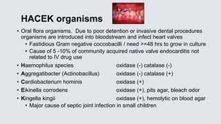 HACEK organisms
• Oral flora organisms. Due to poor detention or invasive dental procedures
organisms are introduced into bloodstream and infect heart valves
• Fastidious Gram negative coccobacilli / need >=48 hrs to grow in culture
• Cause of 5 -10% of community acquired native valve endocarditis not
related to IV drug use
• Haemophilus species oxidase (-) catalase (-)
• Aggregatibacter (Actinobacillus) oxidase (-) catalase (+)
• Cardiobacterium hominis oxidase (+)
• Eikinella corrodens oxidase (+), pits agar, bleach odor
• Kingella kingii oxidase (+), hemolytic on blood agar
• Major cause of septic joint infection in small children
 
