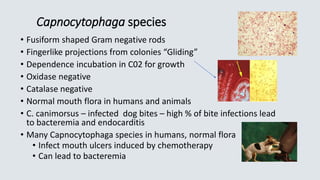 Capnocytophaga species
• Fusiform shaped Gram negative rods
• Fingerlike projections from colonies “Gliding”
• Dependence incubation in C02 for growth
• Oxidase negative
• Catalase negative
• Normal mouth flora in humans and animals
• C. canimorsus – infected dog bites – high % of bite infections lead
to bacteremia and endocarditis
• Many Capnocytophaga species in humans, normal flora
• Infect mouth ulcers induced by chemotherapy
• Can lead to bacteremia
 