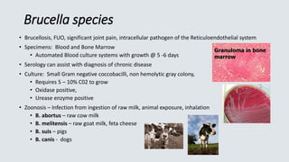 Brucella species
• Brucellosis, FUO, significant joint pain, intracellular pathogen of the Reticuloendothelial system
• Specimens: Blood and Bone Marrow
• Automated Blood culture systems with growth @ 5 -6 days
• Serology can assist with diagnosis of chronic disease
• Culture: Small Gram negative coccobacilli, non hemolytic gray colony,
• Requires 5 – 10% C02 to grow
• Oxidase positive,
• Urease enzyme positive
• Zoonosis – Infection from ingestion of raw milk, animal exposure, inhalation
• B. abortus – raw cow milk
• B. melitensis – raw goat milk, feta cheese
• B. suis – pigs
• B. canis - dogs
Granuloma in bone
marrow
 