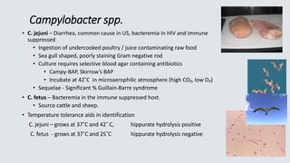 Campylobacter spp.
• C. jejuni – Diarrhea, common cause in US, bacteremia in HIV and immune
suppressed
• Ingestion of undercooked poultry / juice contaminating raw food
• Sea gull shaped, poorly staining Gram negative rod
• Culture requires selective blood agar containing antibiotics
• Campy-BAP, Skirrow’s BAP
• Incubate at 42˚C in microaerophilic atmosphere (high CO₂, low O₂)
• Sequelae - Significant % Guillain-Barre syndrome
• C. fetus – Bacteremia in the immune suppressed host.
• Source cattle and sheep.
• Temperature tolerance aids in identification
C. jejuni – grows at 37˚C and 42˚ C, hippurate hydrolysis positive
C. fetus - grows at 37˚C and 25˚C hippurate hydrolysis negative
 