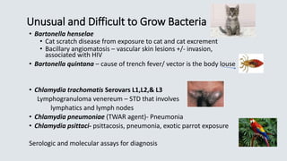 Unusual and Difficult to Grow Bacteria
• Bartonella henselae
• Cat scratch disease from exposure to cat and cat excrement
• Bacillary angiomatosis – vascular skin lesions +/- invasion,
associated with HIV
• Bartonella quintana – cause of trench fever/ vector is the body louse
• Chlamydia trachomatis Serovars L1,L2,& L3
Lymphogranuloma venereum – STD that involves
lymphatics and lymph nodes
• Chlamydia pneumoniae (TWAR agent)- Pneumonia
• Chlamydia psittaci- psittacosis, pneumonia, exotic parrot exposure
Serologic and molecular assays for diagnosis
 