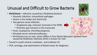 Unusual and Difficult to Grow Bacteria
• Ehrlichiosis – infection caused by a Rickettsia bacteria
• Zoonotic infection, intracellular pathogen
• Vector is the Ixodes tick (hard tick)
• Two genera cause infection
• Anaplasma spp, inclusion (morula) in the PMN
• Ehrlichia spp inclusion in the monocyte
• Fever, leukopenia, thrombocytopenia,
• Elevated serum aminotransferases,
• Ehrlichiosis has no rash, which differs it from Rocky Mountain Spotted Fever
caused by Rickettsia rickettsia which is known for rash
• Found in south central, southeast , and midwest US
• PCR, serology, and examination of blood smear for diagnosis
 