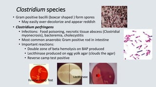 Clostridium species
• Gram positive bacilli (boxcar shaped ) form spores
• May easily over-decolorize and appear reddish
• Clostridium perfringens
• Infections: Food poisoning, necrotic tissue abscess (Clostridial
myonecrosis), bacteremia, cholecystitis
• Most common anaerobic Gram positive rod in intestine
• Important reactions:
• Double zone of beta hemolysis on BAP produced
• Lecithinase produced on egg yolk agar (clouds the agar)
• Reverse camp test positive
Lecithinase
Reverse Camp Test
 