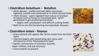 • Clostridium botulinum – Botulism
• Adult disease – preformed heat labile neurotoxin
ingested, usually mass produced or in home-canned foods
• Infant disease - spore ingested from nature or product
of nature such as honey or household dust, spore
germinates in gut producing neurotoxin
• Begins with constipation and difficult sucking bottle
• Both forms are life threatening neuroparalytic diseases
• Clostridium tetani - Tetanus
• Gram stained cells appear like Tennis racket from terminal
spore
• Infection begins with penetrating skin injury with
introduction of the Tetanospasmin toxin
• Spastic contractions of voluntary muscles,
hyper-reflexia, lock jaw (trismus)
• Immunization to prevent
 