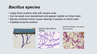 Bacillus species
• Large Gram positive rods with square ends
• Can be easily over-decolorized and appear reddish on Gram stain
• Spores produced which cause clearing in bacillus on Gram stain
• Catalase enzyme positive
Spores/ clear areas in
bacillus
Variable staining / not clearly
Gram positive
 
