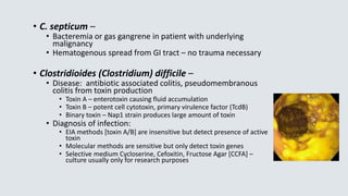 • C. septicum –
• Bacteremia or gas gangrene in patient with underlying
malignancy
• Hematogenous spread from GI tract – no trauma necessary
• Clostridioides (Clostridium) difficile –
• Disease: antibiotic associated colitis, pseudomembranous
colitis from toxin production
• Toxin A – enterotoxin causing fluid accumulation
• Toxin B – potent cell cytotoxin, primary virulence factor (TcdB)
• Binary toxin – Nap1 strain produces large amount of toxin
• Diagnosis of infection:
• EIA methods [toxin A/B] are insensitive but detect presence of active
toxin
• Molecular methods are sensitive but only detect toxin genes
• Selective medium Cycloserine, Cefoxitin, Fructose Agar [CCFA] –
culture usually only for research purposes
 