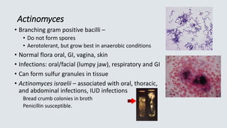 Actinomyces
• Branching gram positive bacilli –
• Do not form spores
• Aerotolerant, but grow best in anaerobic conditions
• Normal flora oral, GI, vagina, skin
• Infections: oral/facial (lumpy jaw), respiratory and GI
• Can form sulfur granules in tissue
• Actinomyces israelii – associated with oral, thoracic,
and abdominal infections, IUD infections
Bread crumb colonies in broth
Penicillin susceptible.
 