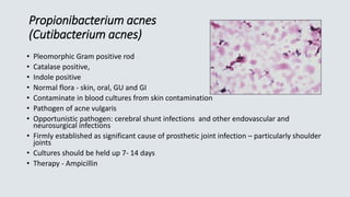 Propionibacterium acnes
(Cutibacterium acnes)
• Pleomorphic Gram positive rod
• Catalase positive,
• Indole positive
• Normal flora - skin, oral, GU and GI
• Contaminate in blood cultures from skin contamination
• Pathogen of acne vulgaris
• Opportunistic pathogen: cerebral shunt infections and other endovascular and
neurosurgical infections
• Firmly established as significant cause of prosthetic joint infection – particularly shoulder
joints
• Cultures should be held up 7- 14 days
• Therapy - Ampicillin
 