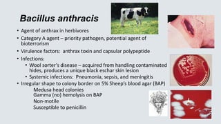 Bacillus anthracis
• Agent of anthrax in herbivores
• Category A agent – priority pathogen, potential agent of
bioterrorism
• Virulence factors: anthrax toxin and capsular polypeptide
• Infections:
• Wool sorter’s disease – acquired from handling contaminated
hides, produces a unique black eschar skin lesion
• Systemic infections: Pneumonia, sepsis, and meningitis
• Irregular shape to colony border on 5% Sheep’s blood agar (BAP)
Medusa head colonies
Gamma (no) hemolysis on BAP
Non-motile
Susceptible to penicillin
 