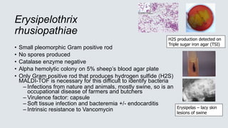 Erysipelothrix
rhusiopathiae
• Small pleomorphic Gram positive rod
• No spores produced
• Catalase enzyme negative
• Alpha hemolytic colony on 5% sheep’s blood agar plate
• Only Gram positive rod that produces hydrogen sulfide (H2S)
MALDI-TOF is necessary for this difficult to identify bacteria
– Infections from nature and animals, mostly swine, so is an
occupational disease of farmers and butchers
– Virulence factor: capsule
– Soft tissue infection and bacteremia +/- endocarditis
– Intrinsic resistance to Vancomycin
H2S production detected on
Triple sugar iron agar (TSI)
Erysipelas – lacy skin
lesions of swine
 