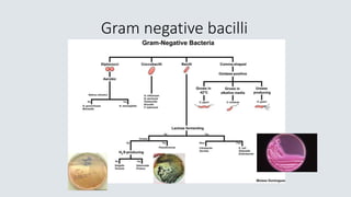 Gram negative bacilli
 
