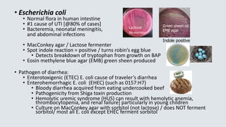 • Escherichia coli
• Normal flora in human intestine
• #1 cause of UTI [@80% of cases]
• Bacteremia, neonatal meningitis,
and abdominal infections
• MacConkey agar / Lactose fermenter
• Spot indole reaction = positive / turns robin’s egg blue
• Detects breakdown of tryptophan from growth on BAP
• Eosin methylene blue agar (EMB) green sheen produced
• Pathogen of diarrhea:
• Enterotoxigenic (ETEC) E. coli cause of traveler’s diarrhea
• Enterohemorrhagic E. coli (EHEC) (such as 0157:H7)
• Bloody diarrhea acquired from eating undercooked beef
• Pathogenicity from Shiga toxin production
• Hemolytic uremic syndrome (HUS) can result with hemolytic anemia,
thrombocytopenia, and renal failure] particularly in young children
• Culture on MacConkey agar with sorbitol (not lactose) / does NOT ferment
sorbitol/ most all E. coli except EHEC ferment sorbitol
Green sheen on
EMB agar
Indole positive
Lactose
fermentor
 