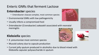 Enteric GNRs that ferment Lactose
Enterobacter species
• Enterobacter cloacae complex, most common species
• Environmental GNRs with low pathogenicity
• Usually infects a compromised host
• Enterobacter (Cronobacter) sakazakii associated with neonatal
meningitis
Klebsiella species
• K. pneumoniae most common species
• Mucoid colony due to capsule production
• Currant jelly sputum produced in alcoholics due to blood mixed with
Klebsiella capsular polysaccharide in sputum
 