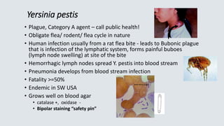 Yersinia pestis
• Plague, Category A agent – call public health!
• Obligate flea/ rodent/ flea cycle in nature
• Human inf...