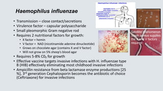 Haemophilus influenzae
• Transmission – close contact/secretions
• Virulence factor – capsular polysaccharide
• Small pleomorphic Gram negative rod
• Requires 2 nutritional factors for growth:
• X factor = hemin
• V factor = NAD (nicotinamide adenine dinucleotide)
• Grows on chocolate agar (contains X and V factor)
• Will not grow on 5% sheep’s blood agar
• Requires 5-8% C0₂ for growth
• Effective vaccine targets invasive infections with H. influenzae type
B (HIB) effectively eliminating most childhood invasive infections
• Ampicillin resistance from beta lactamase enzyme productions [25
%], 3rd generation Cephalosporin becomes the antibiotic of choice
(Ceftriaxone) for invasive infections
Satellite phenomenon
Staph aureus supplies
the X and V factors
required
 