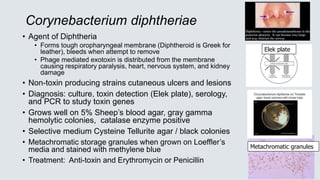 Corynebacterium diphtheriae
• Agent of Diphtheria
• Forms tough oropharyngeal membrane (Diphtheroid is Greek for
leather), bleeds when attempt to remove
• Phage mediated exotoxin is distributed from the membrane
causing respiratory paralysis, heart, nervous system, and kidney
damage
• Non-toxin producing strains cutaneous ulcers and lesions
• Diagnosis: culture, toxin detection (Elek plate), serology,
and PCR to study toxin genes
• Grows well on 5% Sheep’s blood agar, gray gamma
hemolytic colonies, catalase enzyme positive
• Selective medium Cysteine Tellurite agar / black colonies
• Metachromatic storage granules when grown on Loeffler’s
media and stained with methylene blue
• Treatment: Anti-toxin and Erythromycin or Penicillin
Elek plate
Metachromatic granules
 